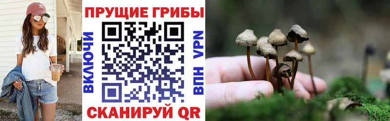 закладка  Дегтярск  Псилоцибиновые грибы Magic Shrooms 